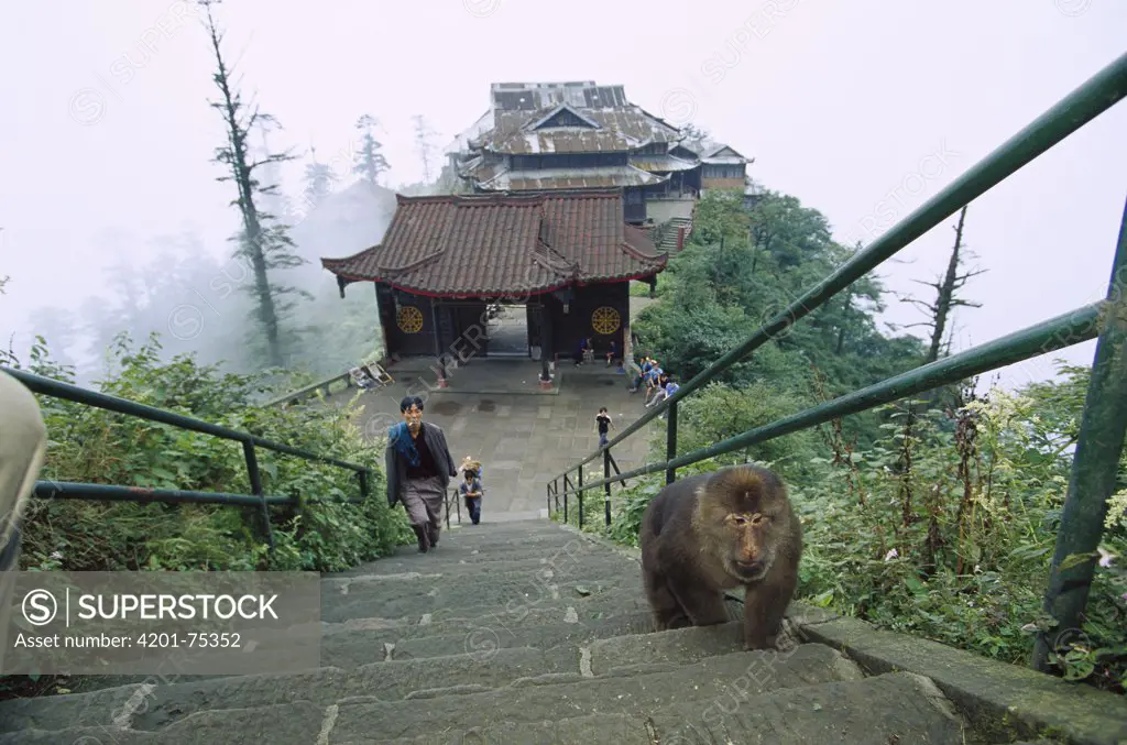 Tibetan Macaque (Macaca thibetana) looking for food from the pilgrims, Emei Mountain, Sichuan, China