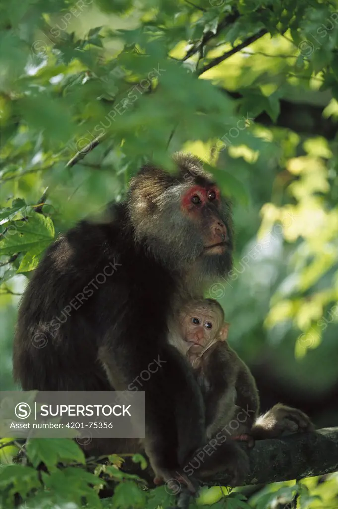 Tibetan Macaque (Macaca thibetana) female nursing her infant, Emei Mountain, Sichuan, China
