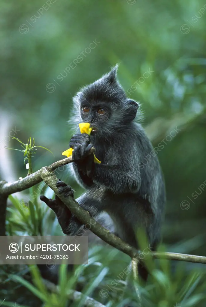 Silvered Leaf Monkey (Trachypithecus cristatus) juvenile eating flowers, Kuala Selangor Reserve, Malaysia