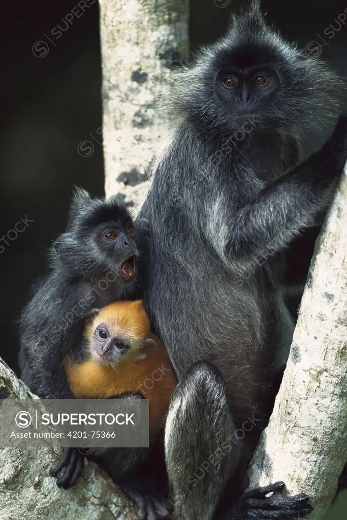 Silvered Leaf Monkey (Trachypithecus cristatus) female and her two young in a tree, young are born orange and become grey, Kuala Selangor Reserve, Malaysia