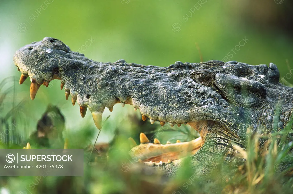 Saltwater Crocodile (Crocodylus porosus) close-up profile, Northern Territory, Australia