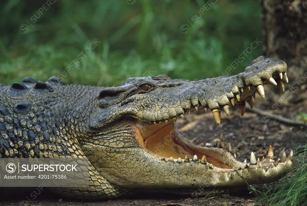 Saltwater Crocodile (Crocodylus porosus) close-up profile, Northern Territory, Australia