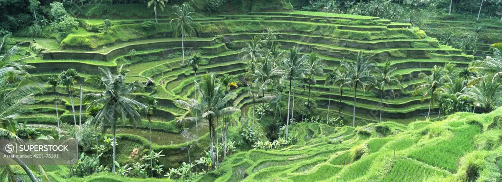 Rice (Oryza sativa) field in the Ubud area, Bali, Indonesia