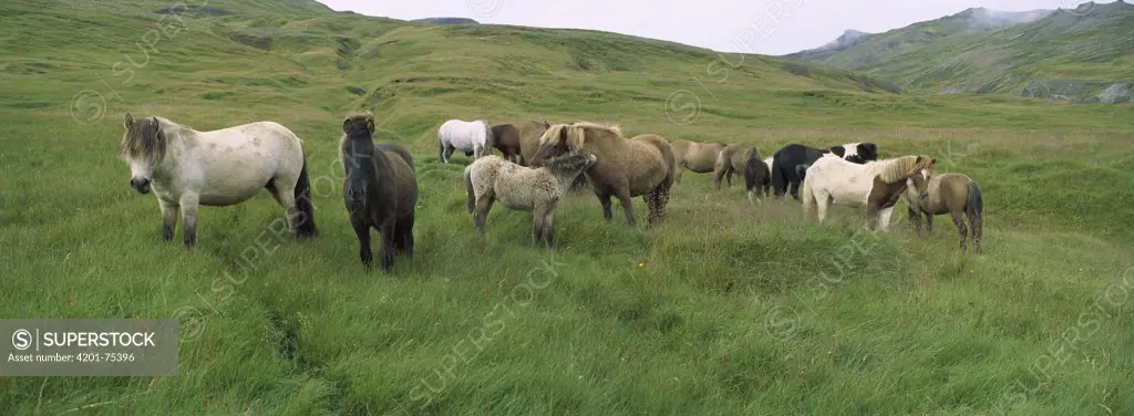Domestic Horse (Equus caballus) herd grazing in pasture, northeast Iceland