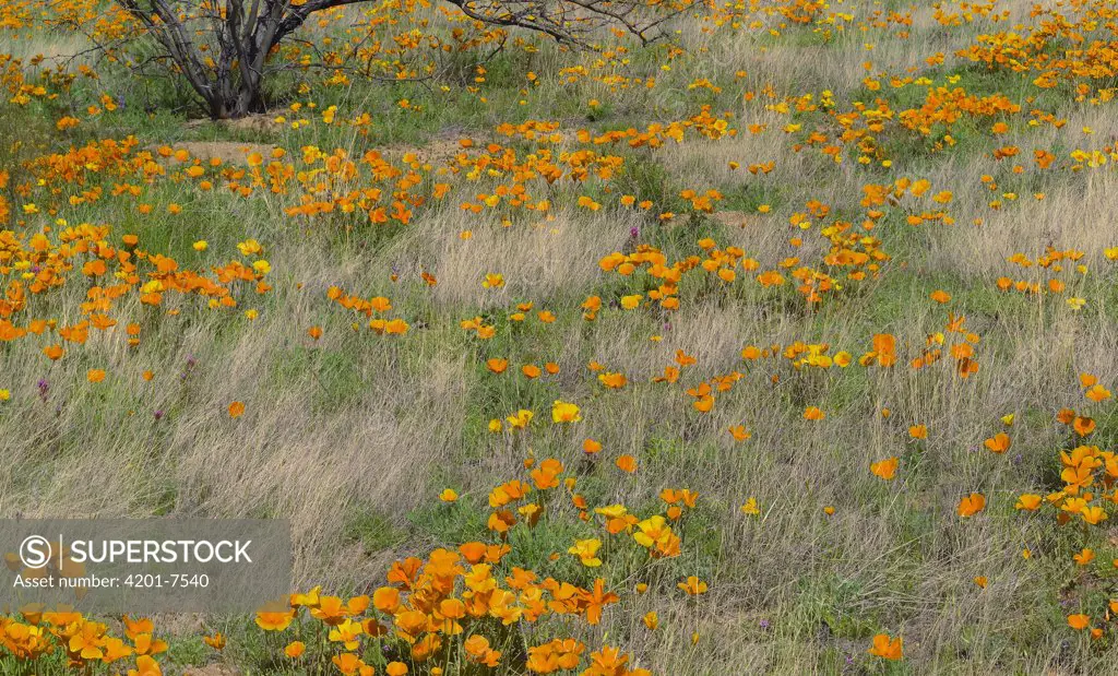 California Poppy (Eschscholzia californica) meadow with grasses, California