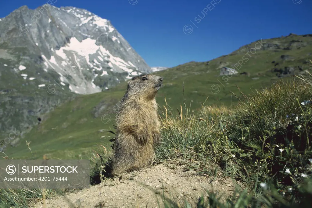 Alpine Marmot (Marmota marmota) portrait of a juvenile in alpine habitat, France