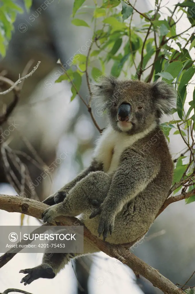 Koala (Phascolarctos cinereus) resting in tree, Australia
