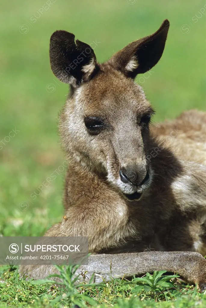 Eastern Grey Kangaroo (Macropus giganteus) portrait, Australia