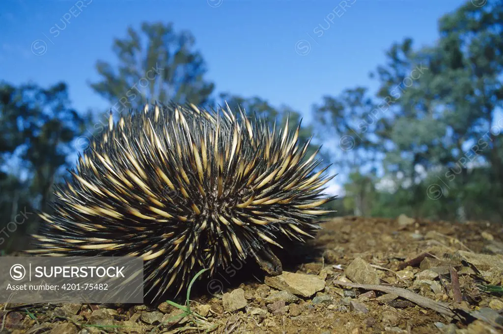 Short-beaked Echidna (Tachyglossus aculeatus) endangered species, in defensive posture, Cania Gorge National Park, Queensland, Australia