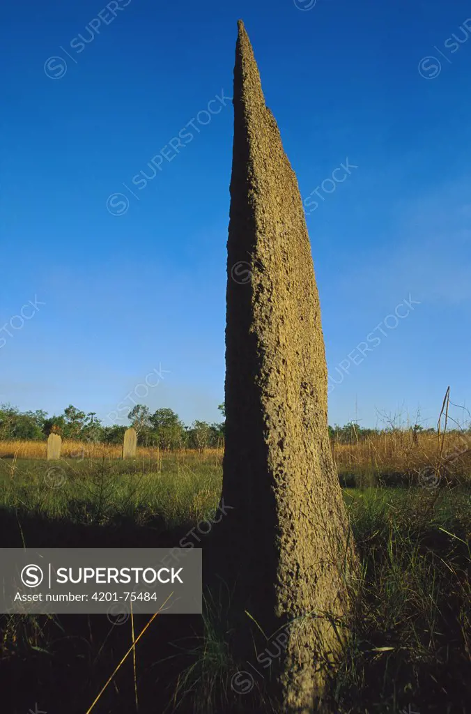 Magnetic Termite (Amitermes meridionalis) mound, Lichtfield National Park, Australia