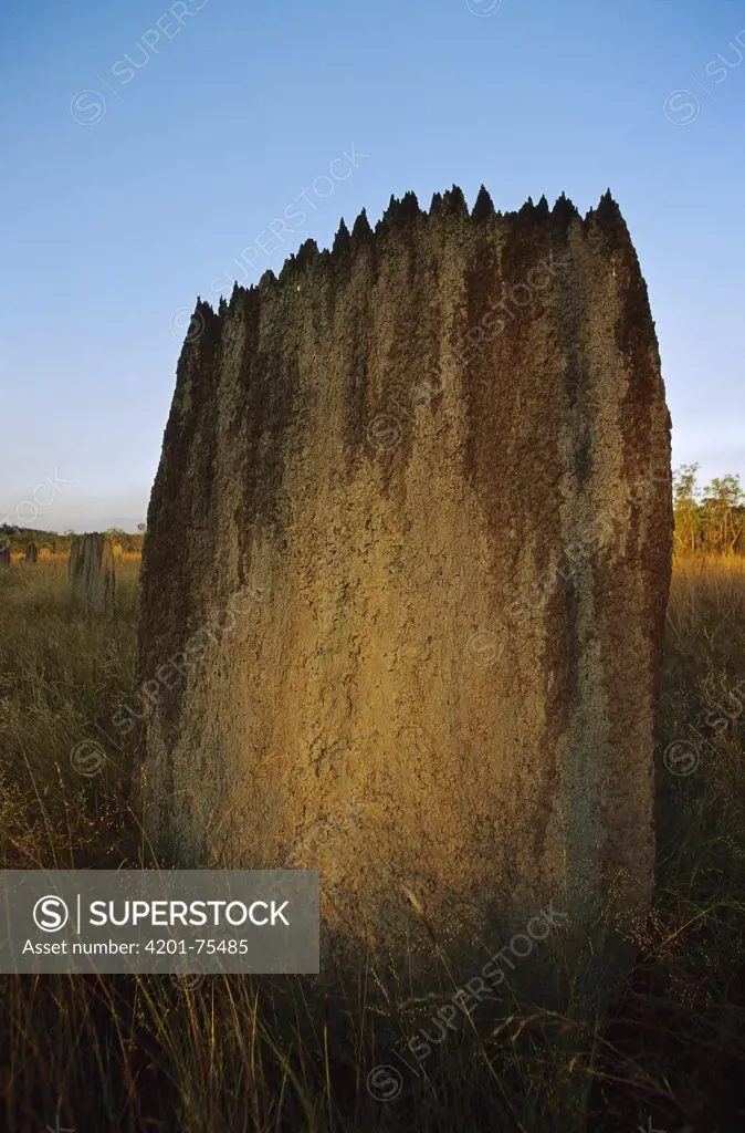 Magnetic Termite (Amitermes meridionalis) mound, Lichtfield National Park, Australia