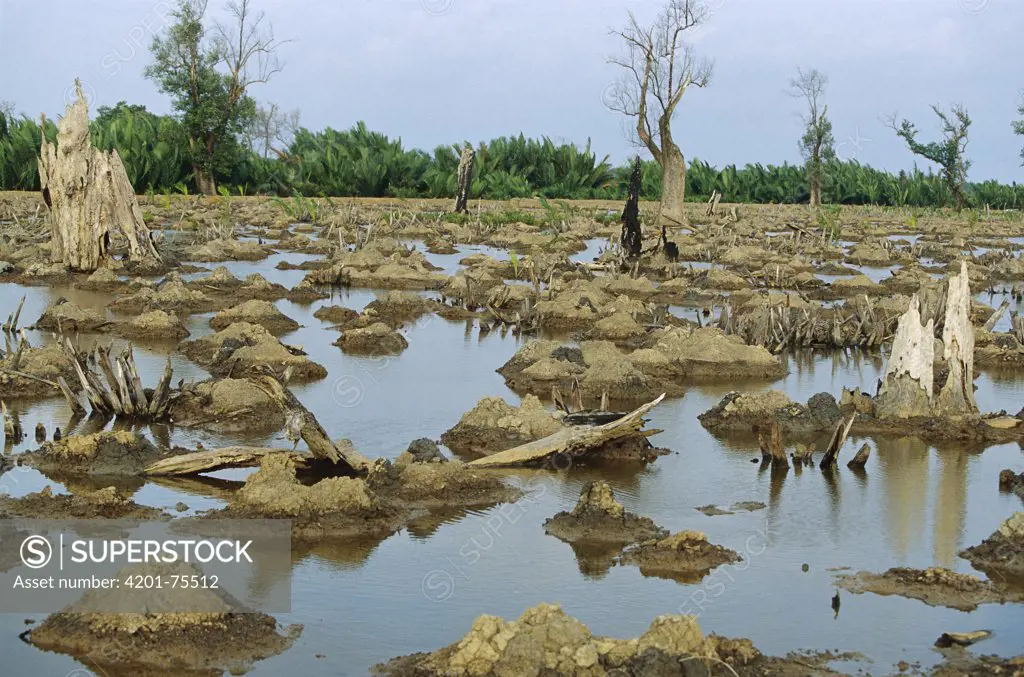 Mangrove in Mahakam Delta 80% destroyed in 2001 because of tiger shrimp farm, East Kalimantan, Indonesia