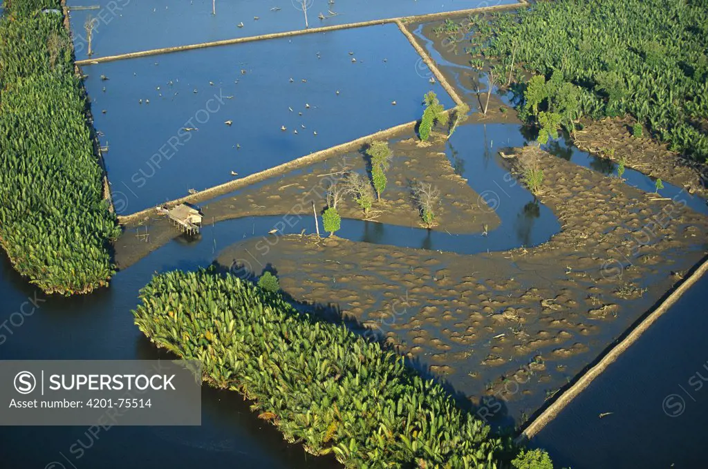 Mangrove forest in Mahakam Delta 80% destroyed in 2001 because of Tiger Shrimp farm, East Kalimantan, Indonesia