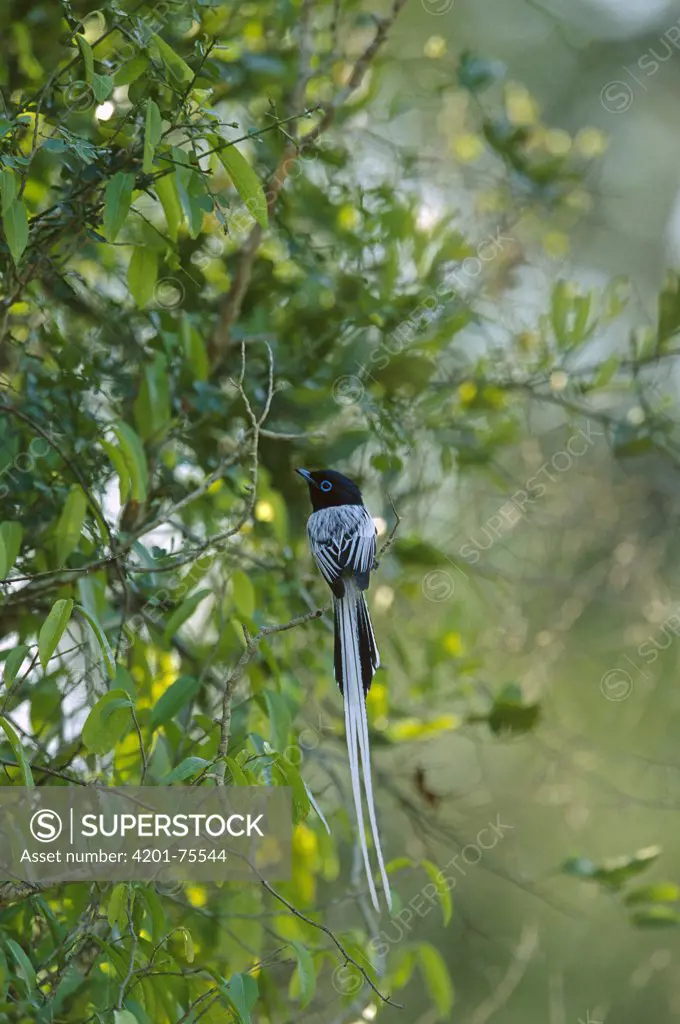 Madagascar Paradise Flycatcher (Terpsiphone mutata) white male morph perching in tree, Bealoka Reserve, Madagascar
