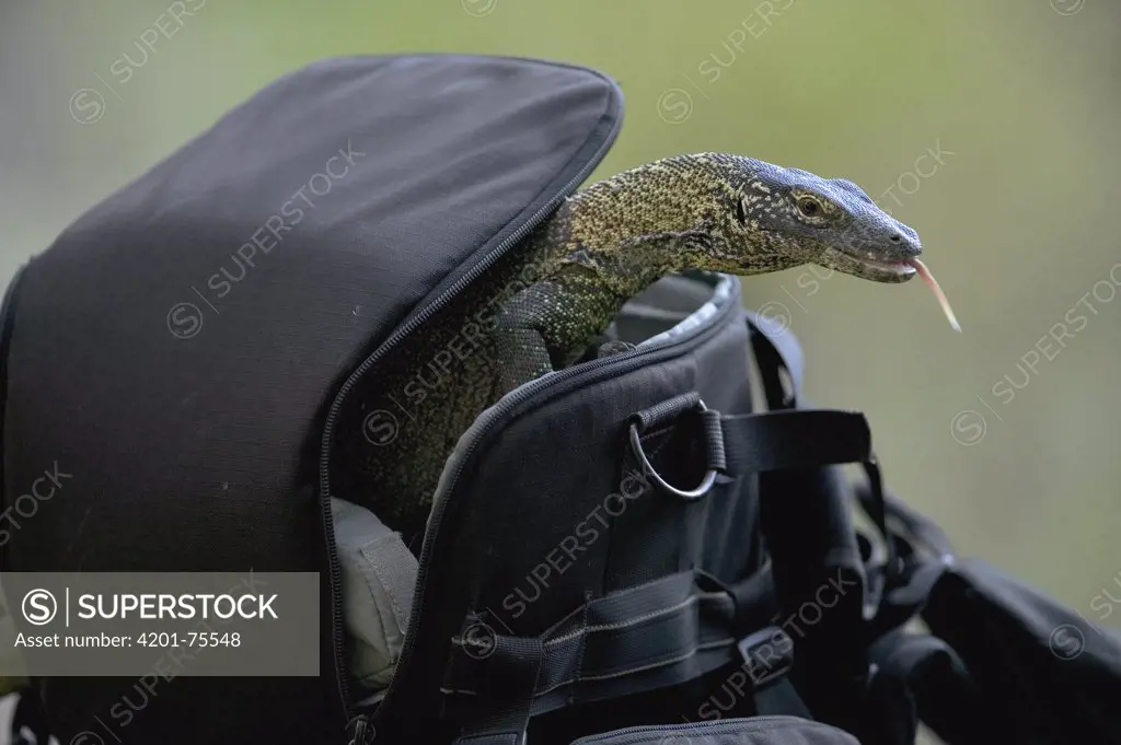 Komodo Dragon (Varanus komodoensis) yearling exploring camera bag, Komodo National Park, Indonesia
