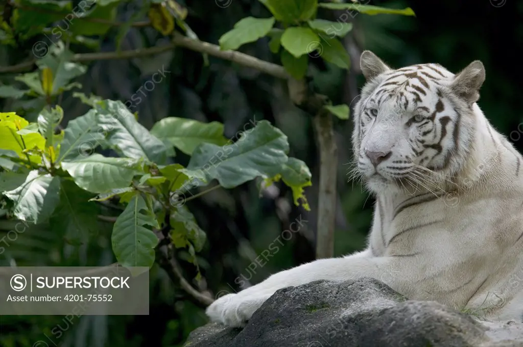 Bengal Tiger (Panthera tigris tigris) white adult resting, native to Asia