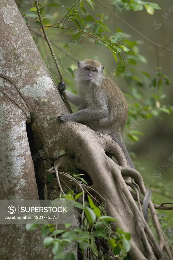 Long-tailed Macaque (Macaca fascicularis) in tree, Malaysia