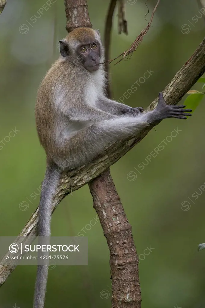 Long-tailed Macaque (Macaca fascicularis) juvenile in tree chewing on branch, Malaysia