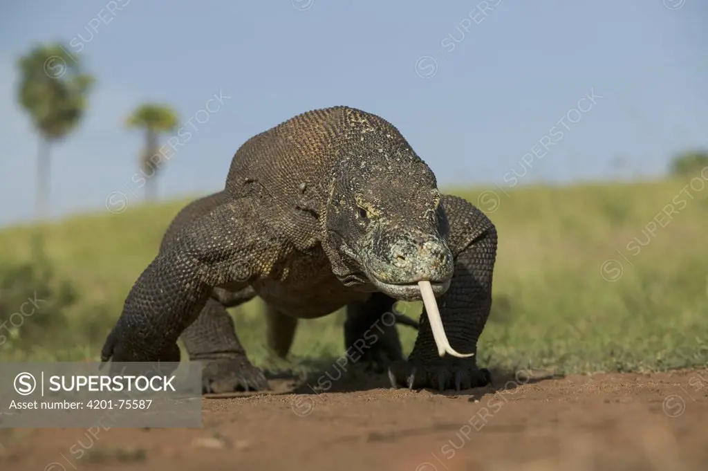 Komodo Dragon (Varanus komodoensis) using tongue to smell, Komodo National Park, Indonesia
