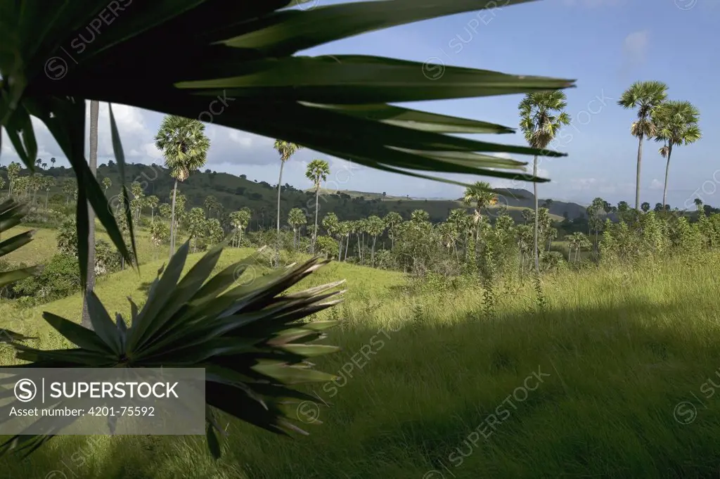 Lontar Palm (Borassus flabellifer) can survive the occasional fire, Rinca Island, Komodo National Park, Indonesia