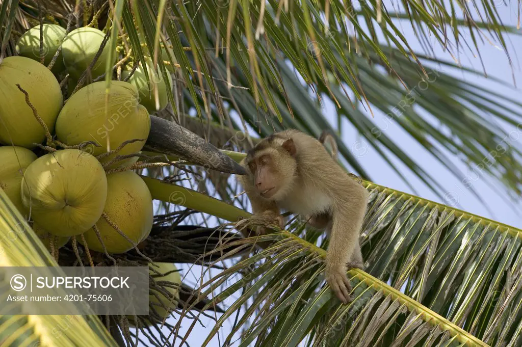 Pig-tailed Macaque (Macaca nemestrina) captive animal trained to pick coconuts, Malaysia