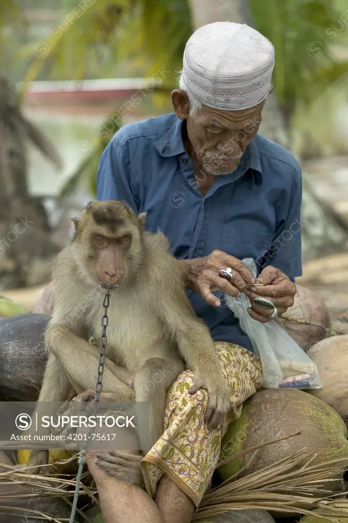 Pig-tailed Macaque (Macaca nemestrina) trained to pick coconuts, sits on the lap of his owner who is counting his money from coconut sales, Malaysia
