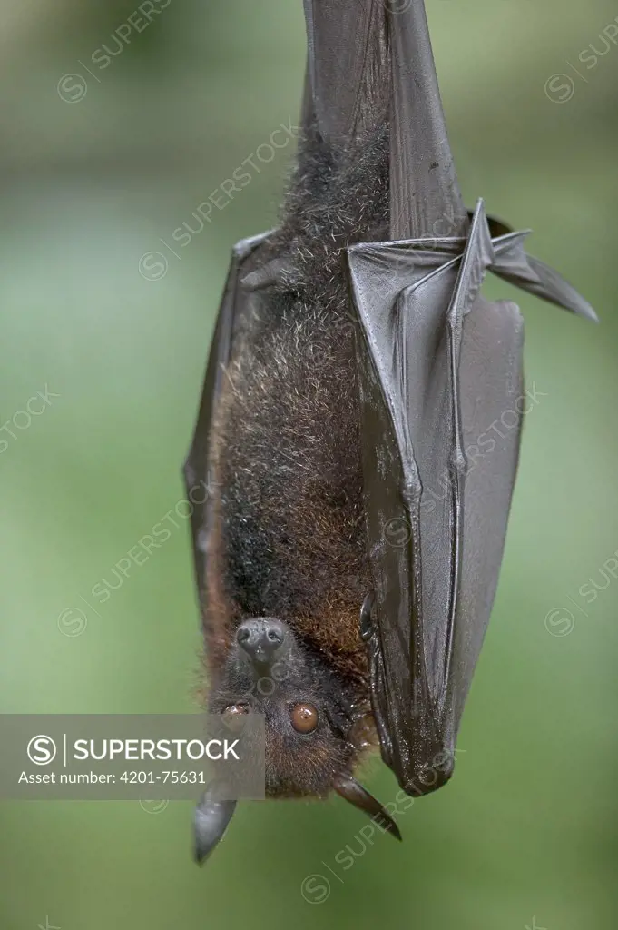 Large Flying Fox (Pteropus vampyrus) portrait, these are some of the largest bats with a wingspan, native to southeast Asia