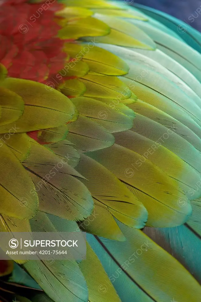 Red and Green Macaw (Ara chloroptera) close-up of colorful feathers, South America