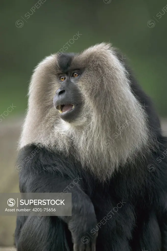 Lion-tailed Macaque (Macaca silenus) male portrait, native to India