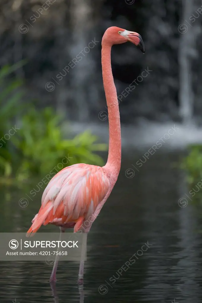 Greater Flamingo (Phoenicopterus ruber) wading in shallow water, principally native to the Caribbean region and Galapagos Islands, Ecuador