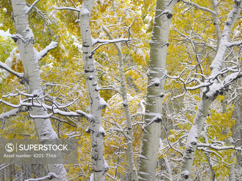 Aspen (Populus tremuloides) trees covered with snow near Kebbler Pass, Gunnison National Forest, Colorado