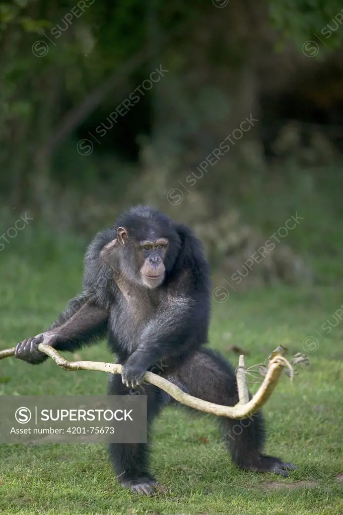Bonobo (Pan paniscus) playing with stick, La Vallee Des Singes Primate Center, France
