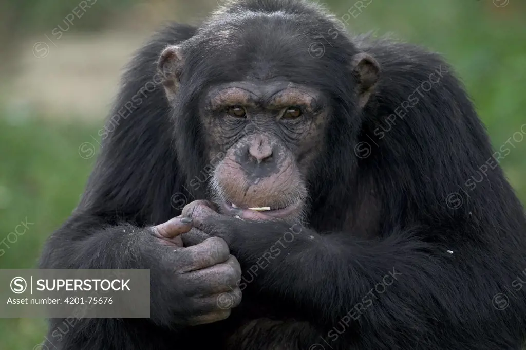 Chimpanzee (Pan troglodytes) portrait, La Vallee Des Singes Primate Center, France