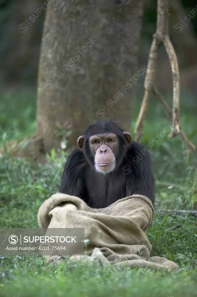 Chimpanzee (Pan troglodytes) playing with burlap sack, La Vallee Des Singes Primate Center, France