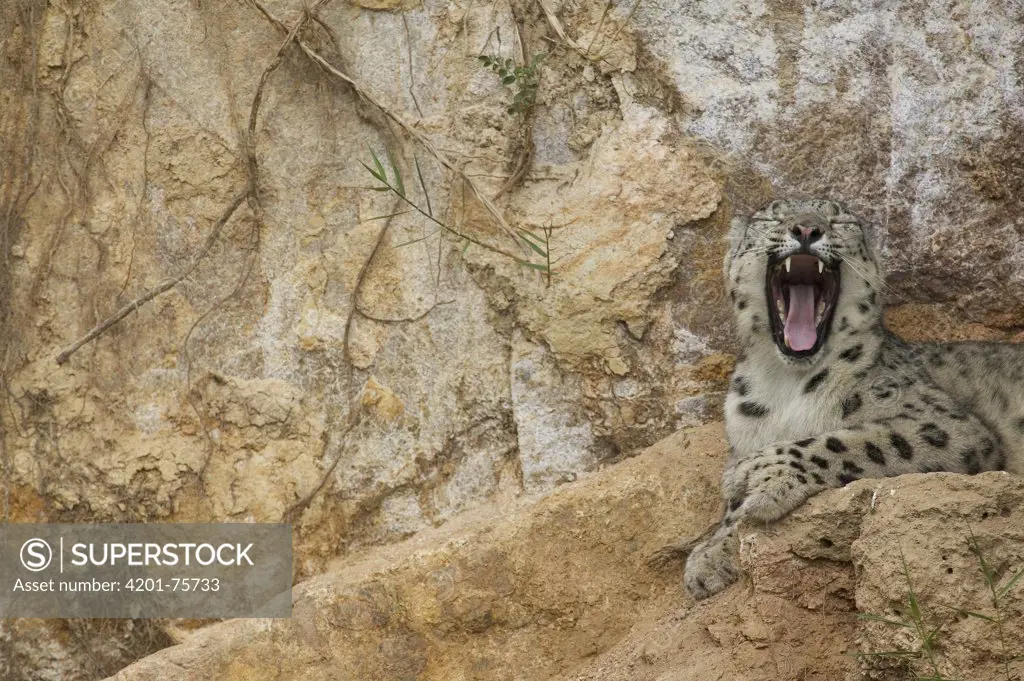 Snow Leopard (Uncia uncia) adult yawning, native to Asia and Russia