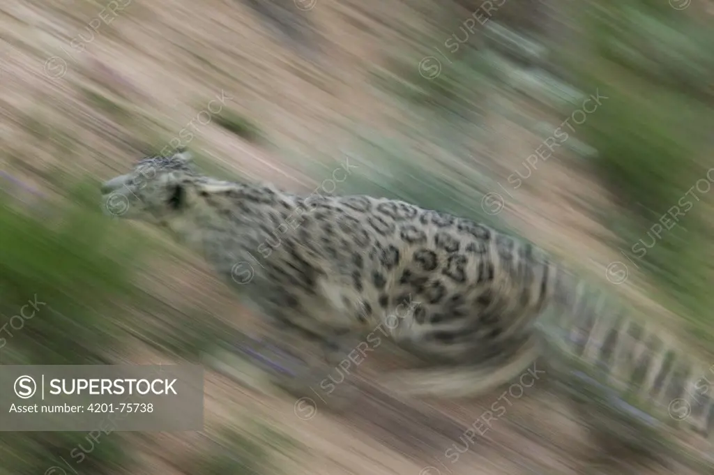 Snow Leopard (Uncia uncia) running, native to Asia and Russia