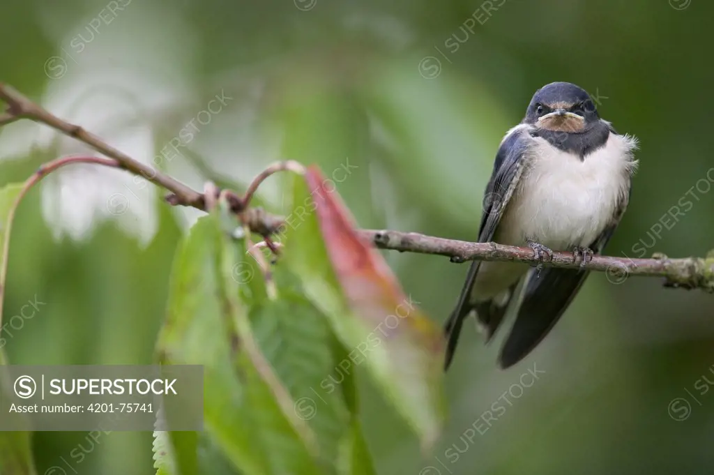 Barn Swallow (Hirundo rustica) fledgling on the morning it left the nest, waiting for the parents to bring food, Picardie, France