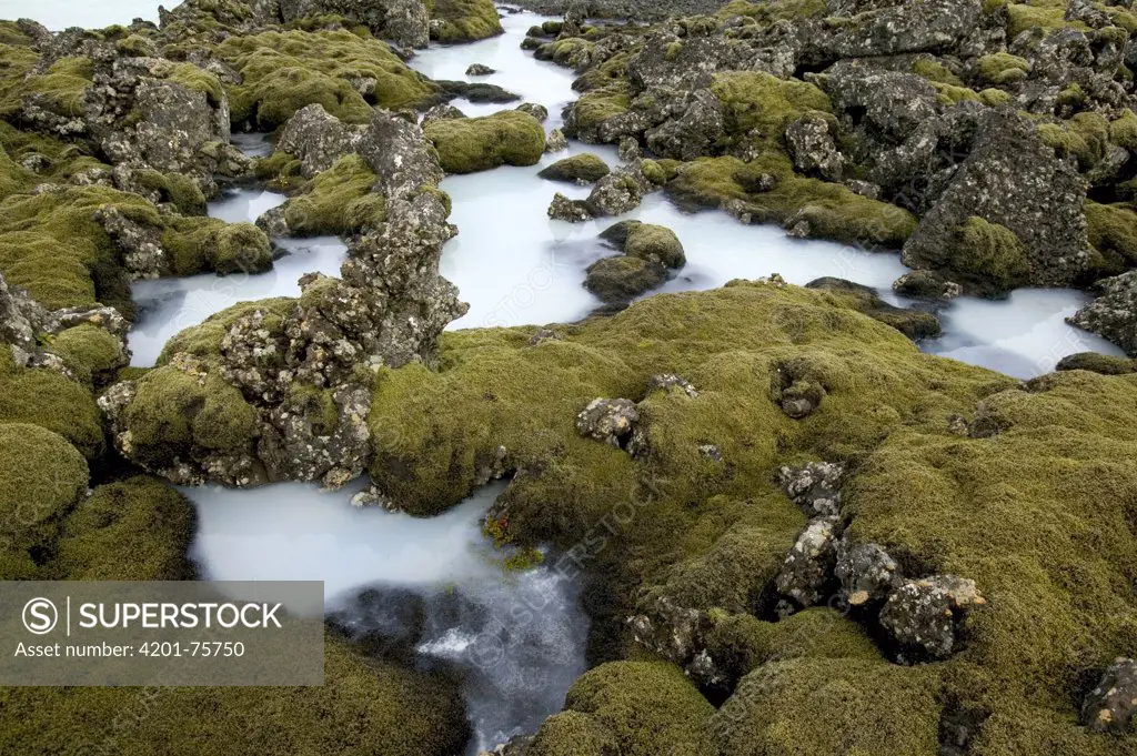 Natural hot spring containing cyanobacteria, seawater is heated from seeping beneath the lava, Reykjanes Peninsula, Iceland