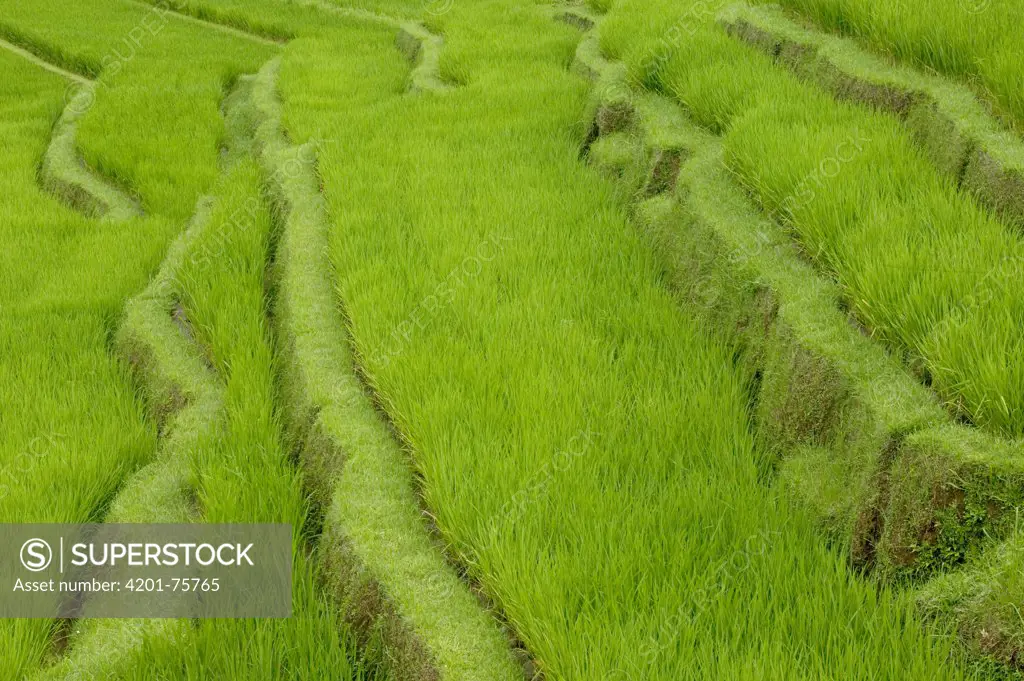 Terraced rice paddy, Ubud area, Bali, Indonesia