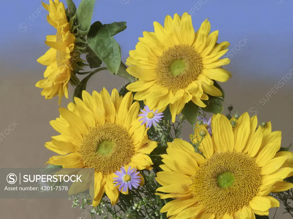 Common Sunflower (Helianthus annuus) and Asters, North America
