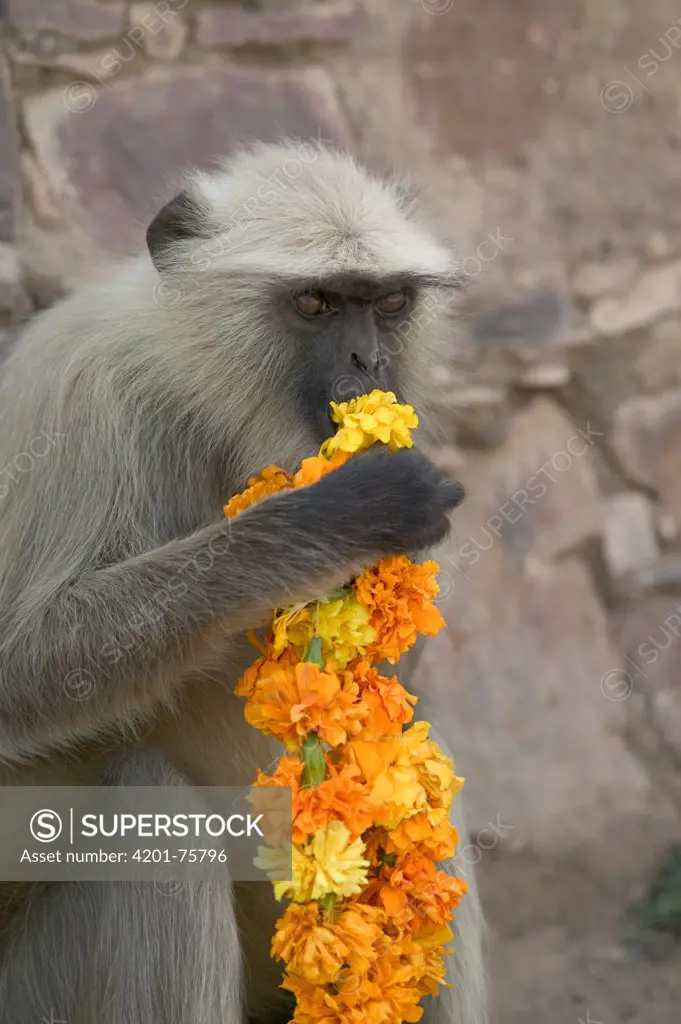 Hanuman Langur (Semnopithecus entellus) eating flower necklace given as offering, Ranthambore Reserve, Rajasthan, India