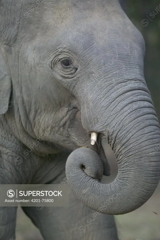 Asian Elephant (Elephas maximus) domestic juvenile, India