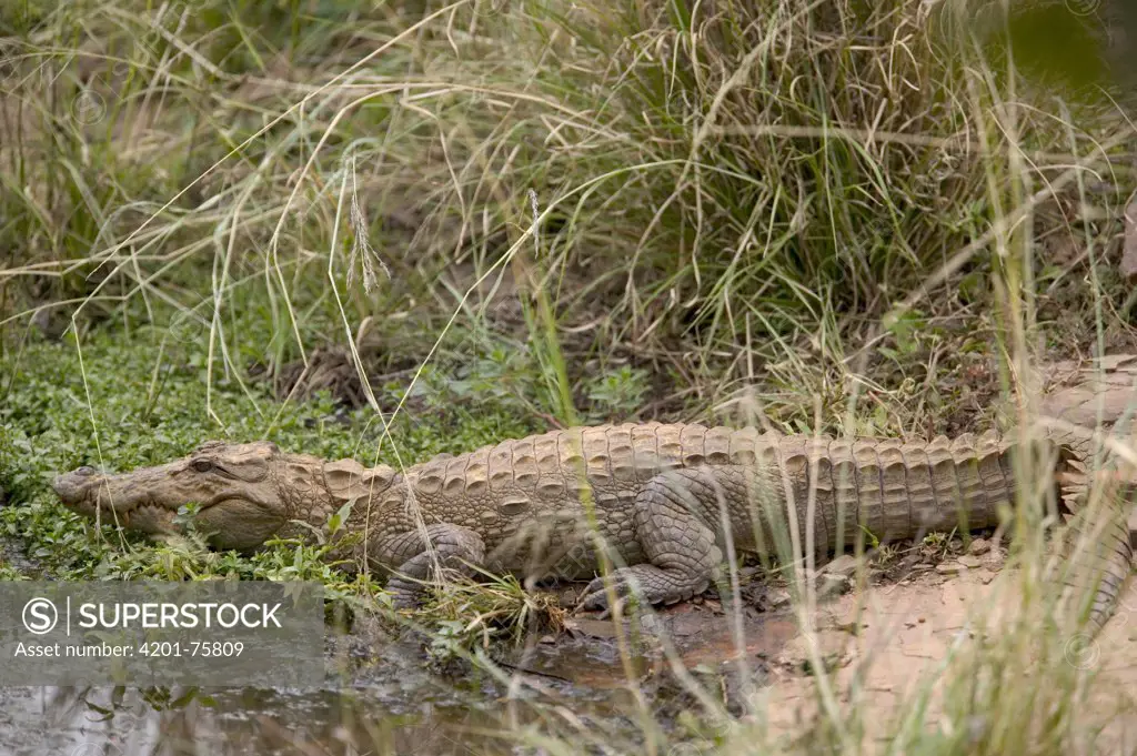 Mugger Crocodile (Crocodylus palustris) in marsh, Ranthambore Reserve, Rajasthan, India