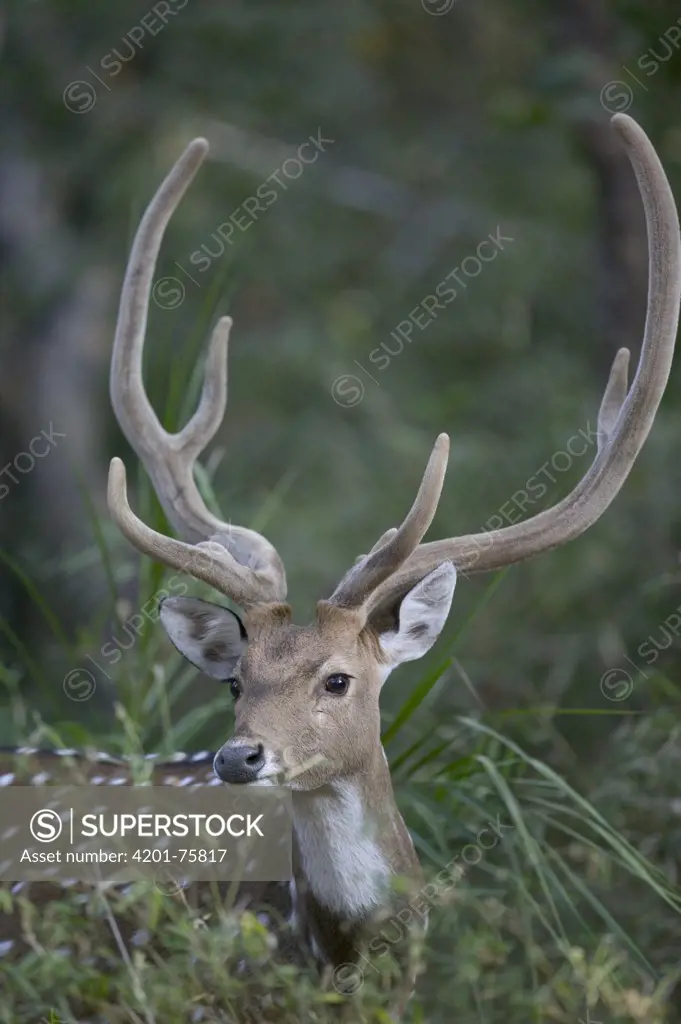 Axis Deer (Axis axis) male, Bandhavgarh National Park, India