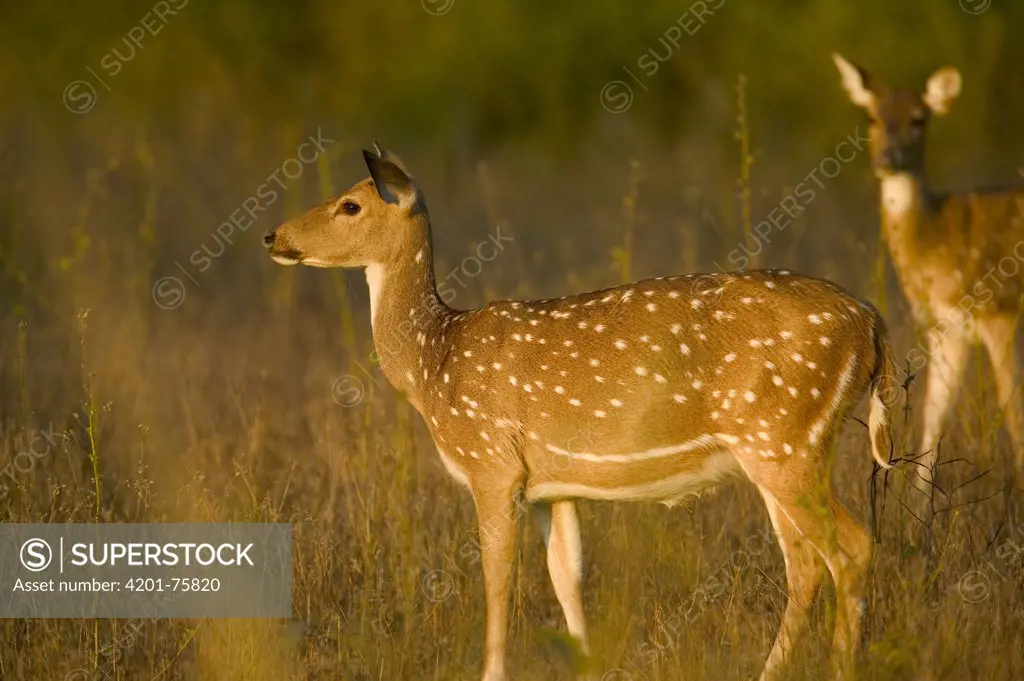 Axis Deer (Axis axis) doe, Bandhavgarh National Park, India