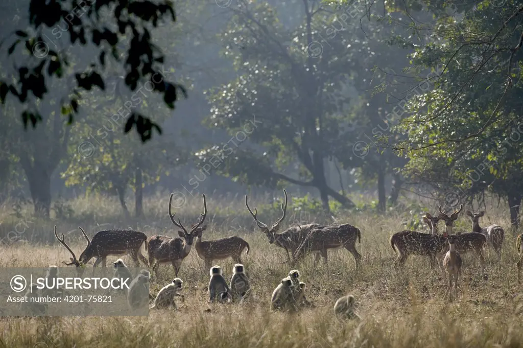 Axis Deer (Axis axis) and Hanuman Langur (Semnopithecus entellus) troop, Bandhavgarh National Park, India