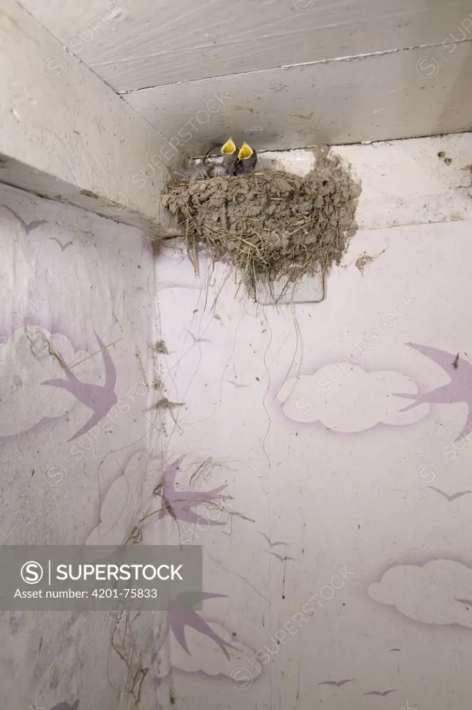 Barn Swallow (Hirundo rustica) nest inside farm storage room, Picardie, France