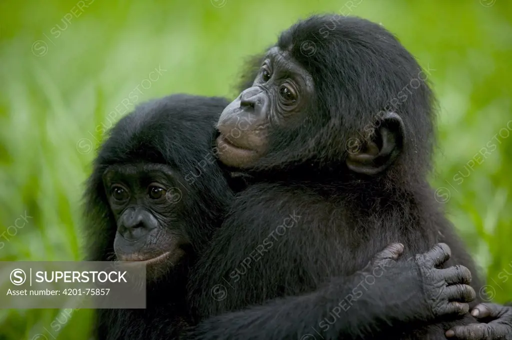 Bonobo (Pan paniscus) pair of orphans hugging, Sanctuary Lola ya Bonobo, Democratic Republic of the Congo