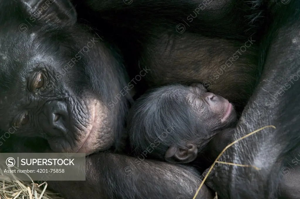 Bonobo (Pan paniscus), female with newborn a few hours old, Sanctuary Lola Ya Bonobo Chimpanzee, Democratic Republic of the Congo