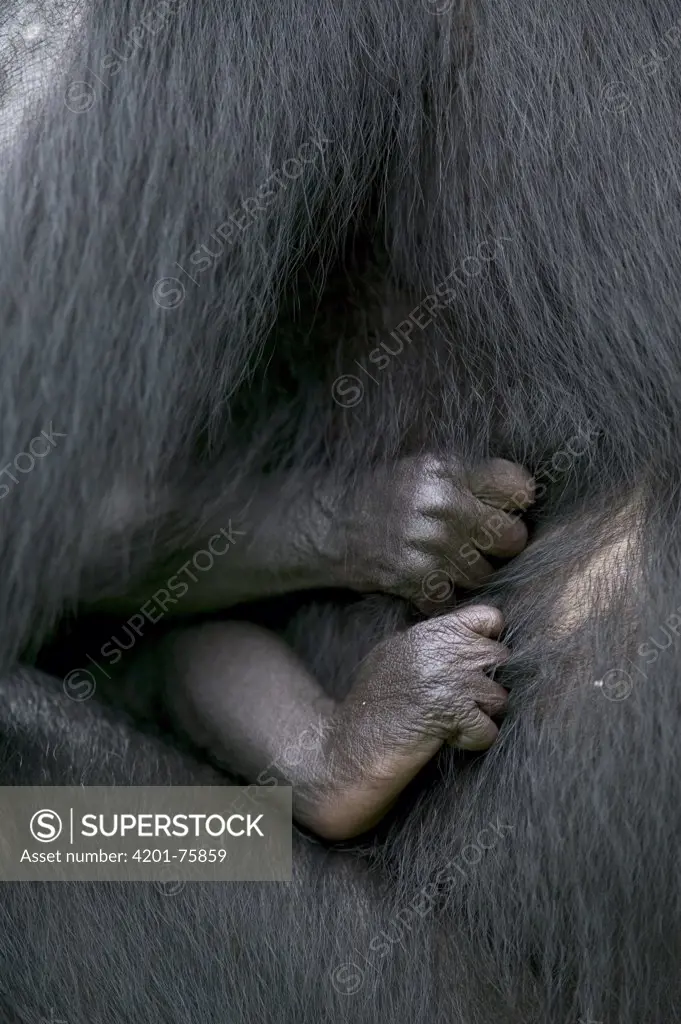 Bonobo (Pan paniscus), female with newborn, Sanctuary Lola Ya Bonobo Chimpanzee, Democratic Republic of the Congo